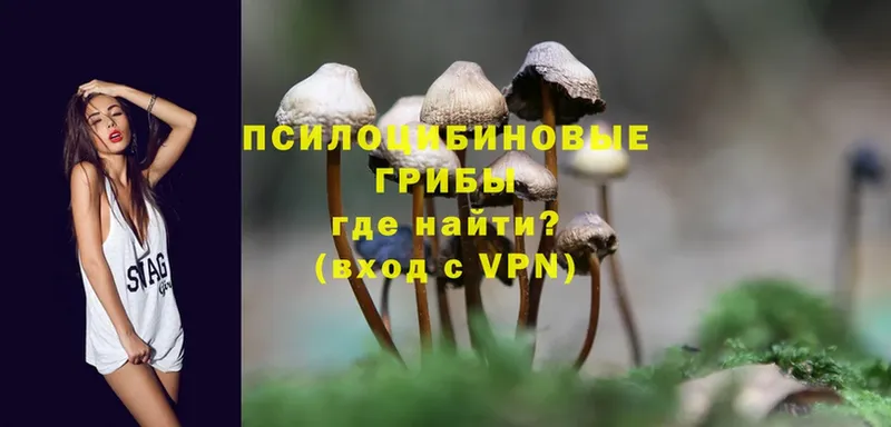 Псилоцибиновые грибы Psilocybe  Советская Гавань 